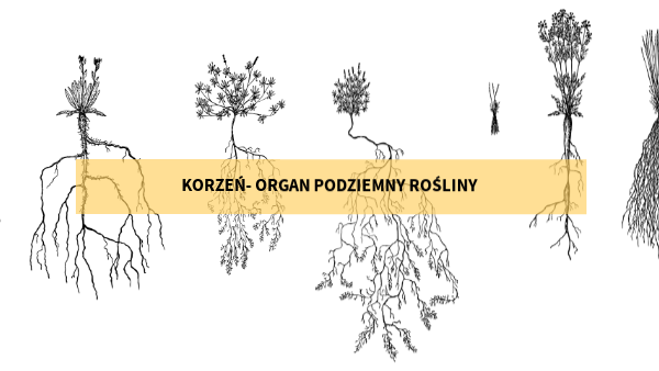 Korzeń Organ Podziemny Rośliny