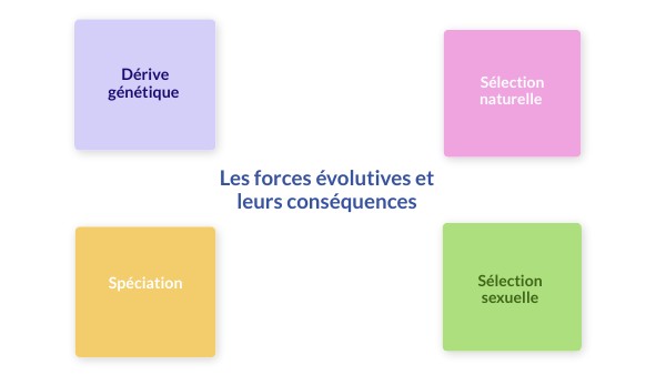 Les Forces Évolutives Schéma | les forces évolutives Cartes – GWRNJD