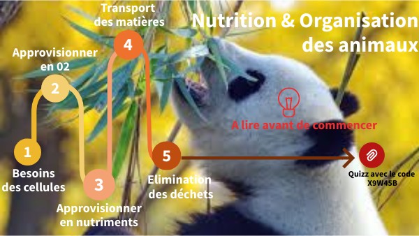 Révision 3èm_ Nutrition animaux