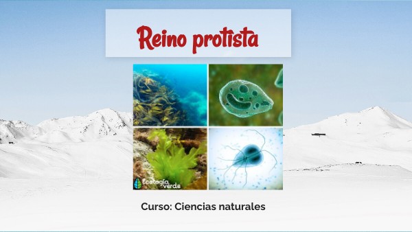 Reino Protista 1er Sec Sec By Lily Centeno On Genially