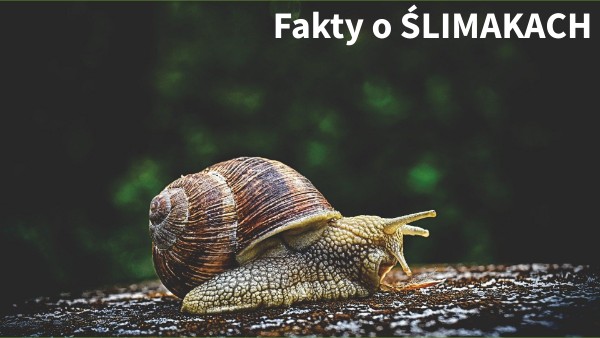 Ślimak