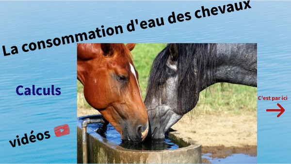 Quelle quantité d'eau pour les chevaux