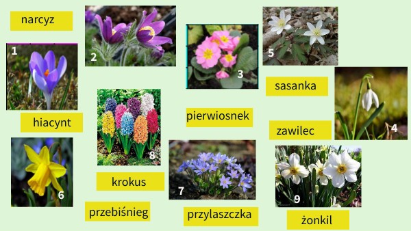 Nazwy Wiosennych Kwiatów