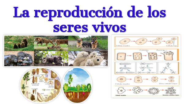 La reproducción de los seres vivos