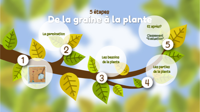 De la graine à la plante