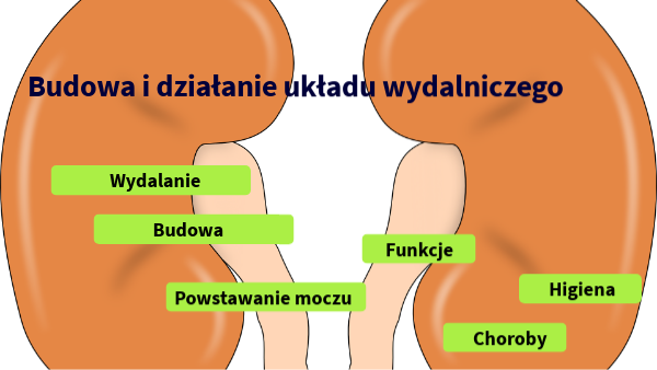 Budowa i działanie układu wydalniczego