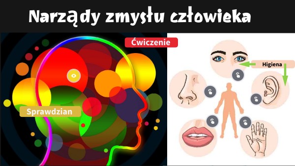 Narządy zmysłu człowieka