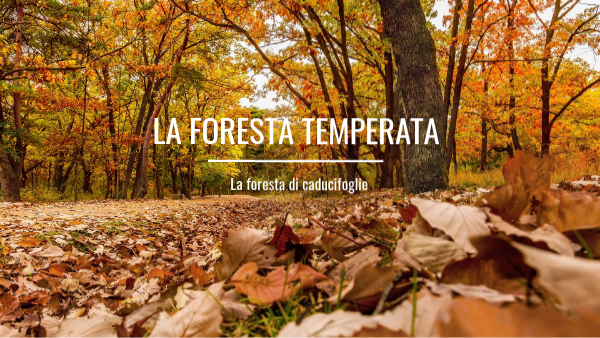 Dove Si Trova La Foresta Temperata Foresta temperata