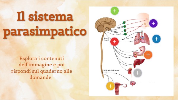 Sistema parasimpatico