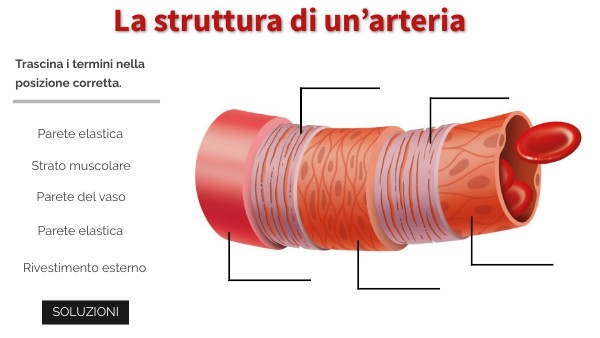 La struttura di un’arteria