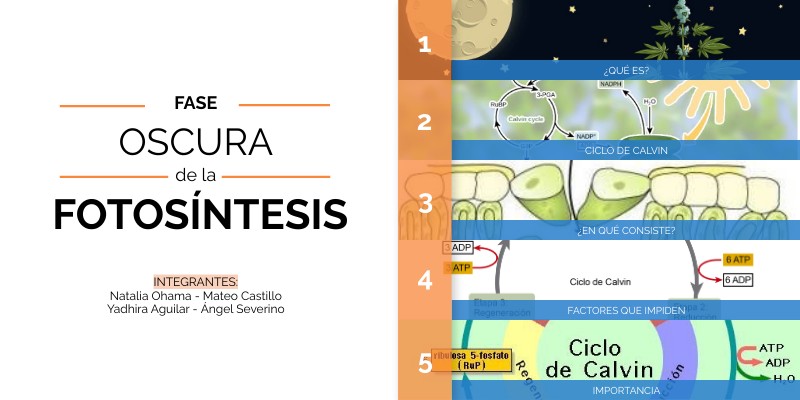 Fase oscura de la fotosíntesis