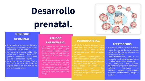 desarrollo prenatal.