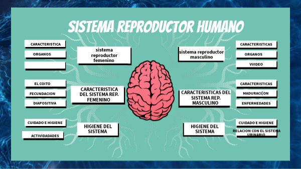 mapa conceptual sist. reproductor