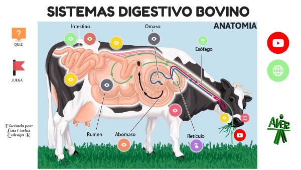 SISTEMA DIGESTIVO BOVINO OVA
