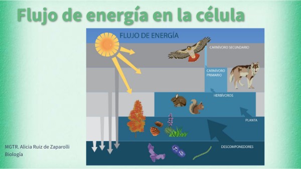 12. Flujo de energía en la célula