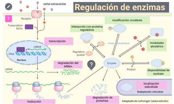 Mecanismos de regulación de la actividad enzimática