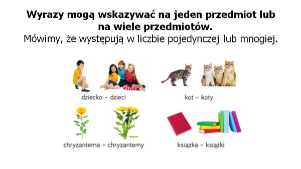liczba pojedyncza i mnoga