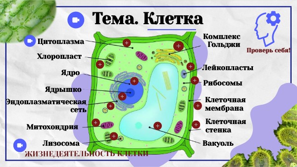 Растительная клетка