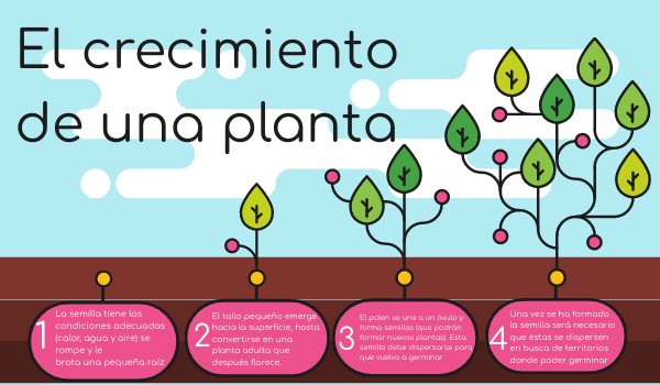 El crecimiento de una planta/ infografía by sofichseq06 on Genially