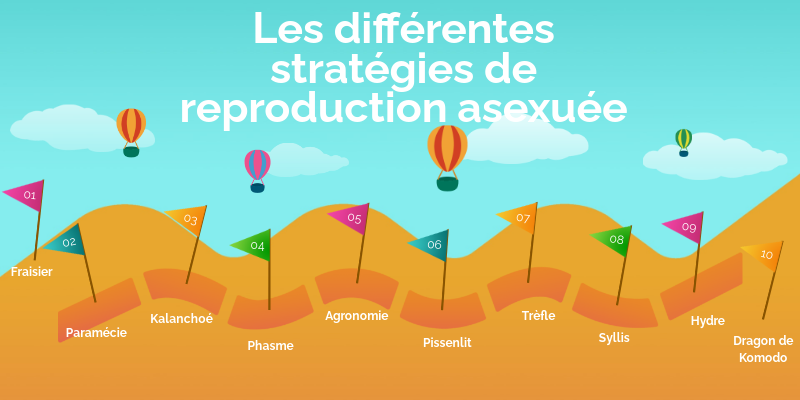 5ème - Chap. A - V - la reproduction asexuée