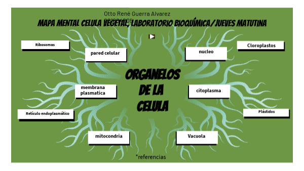 Mapa mental de la célula vegetal