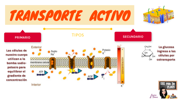 Transporte activo. Laura AF