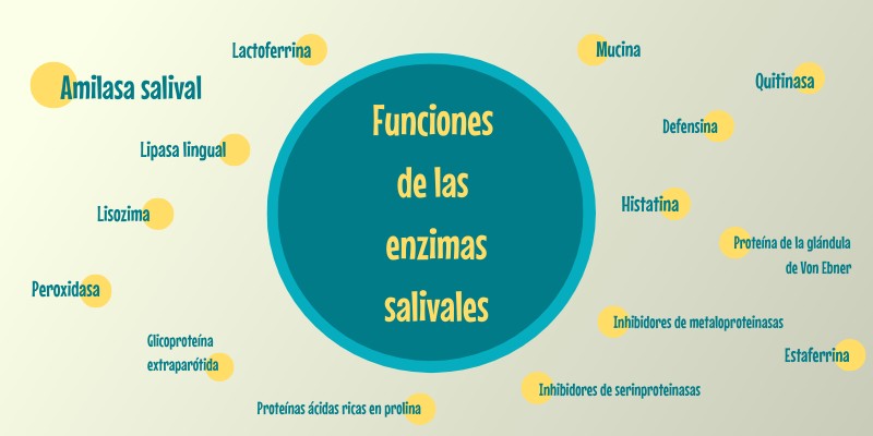 Enzima Que Se Encuentra En La Saliva