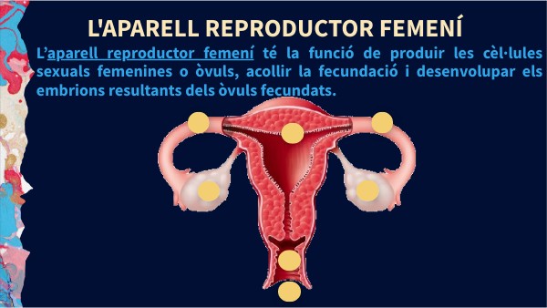 aparelll femení