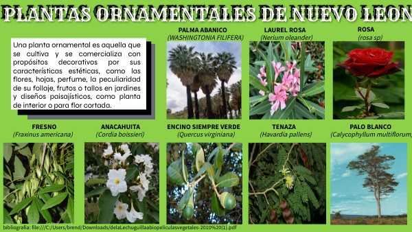 plantas ornamentales de nuevo leon