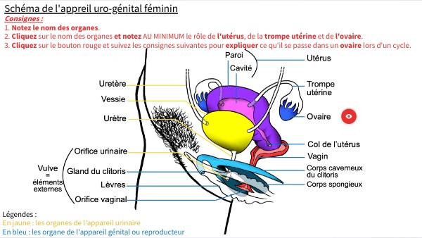 Schéma De L Appareil Reproducteur Féminin 4ème view.genial.ly