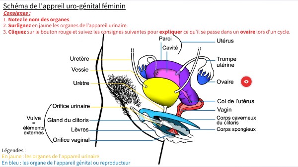 L'appareil reproducteur féminin