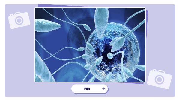 IMAGE FLASHCARD