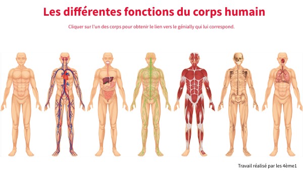4ème1 - Les différentes fonctions du corps humain