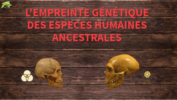 Empreinte génétique des espèces humaines ancestrales