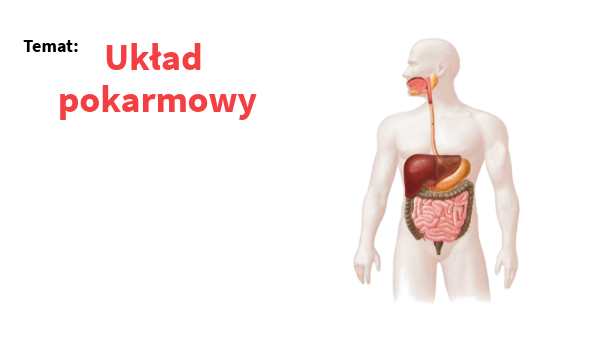 Układ pokarmowy - klasa 4