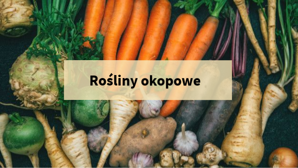 Rośliny okopowe