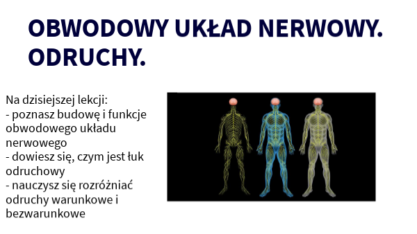 Obwodowy układ nerwowy