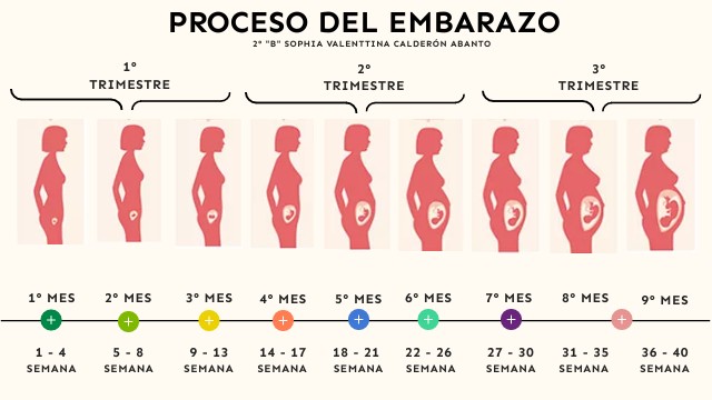 Línea del tiempo del embarazo