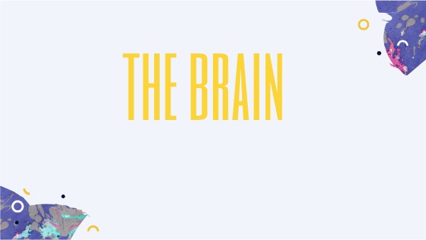 The brain