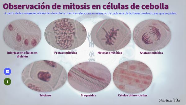 Práctica de mitosis de cebolla Patricia Tole