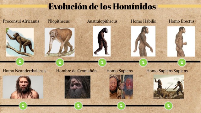 Linea Del Tiempo De Los Hominidos