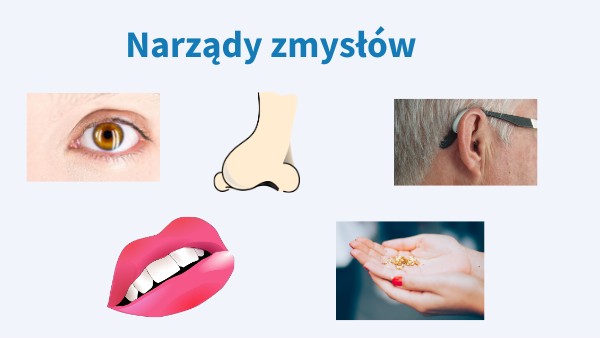 Narządy zmysłów