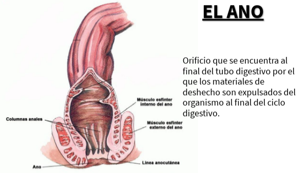 Cuál Es La Función Del Ano En El Sistema Digestivo view.genial.ly