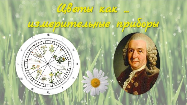 Цветы