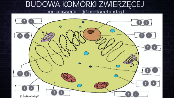 Budowa komórki zwierzęcej
