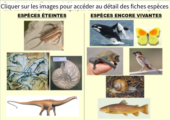 Biodiversité Actuelle Et Passée Page De Garde 6 Biodiversité passée et actuelle