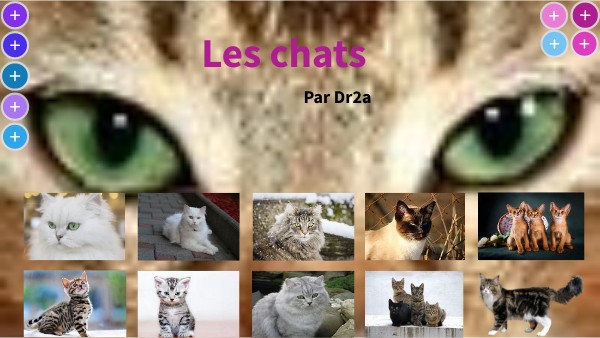 Les Races De Chats By Dr2a On Genially Les Races De Chats By Dr2a On Genially