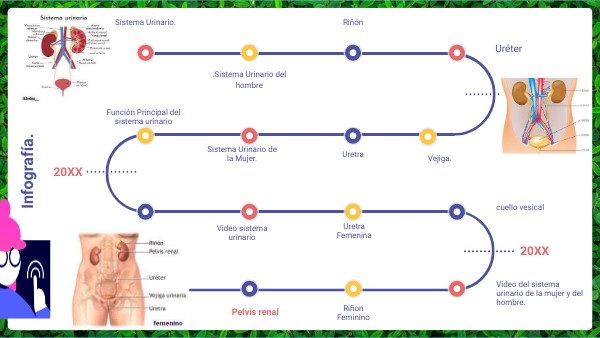 infografía sistema urinario masculino y femenino