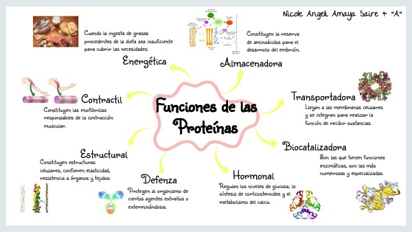 Funciones de las Proteínas