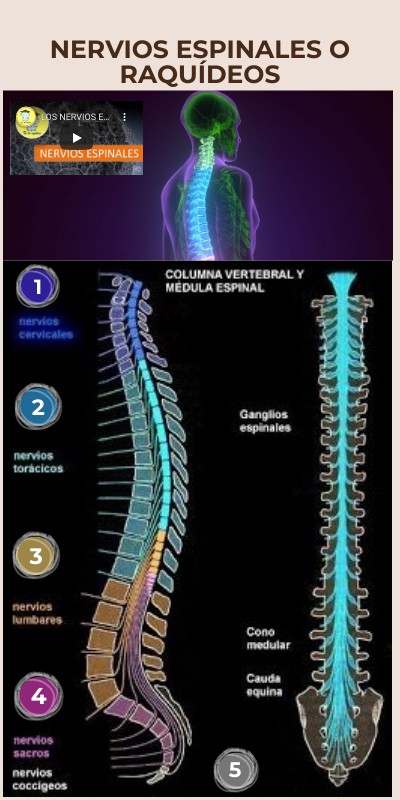 Nervios espinales o raquídeos